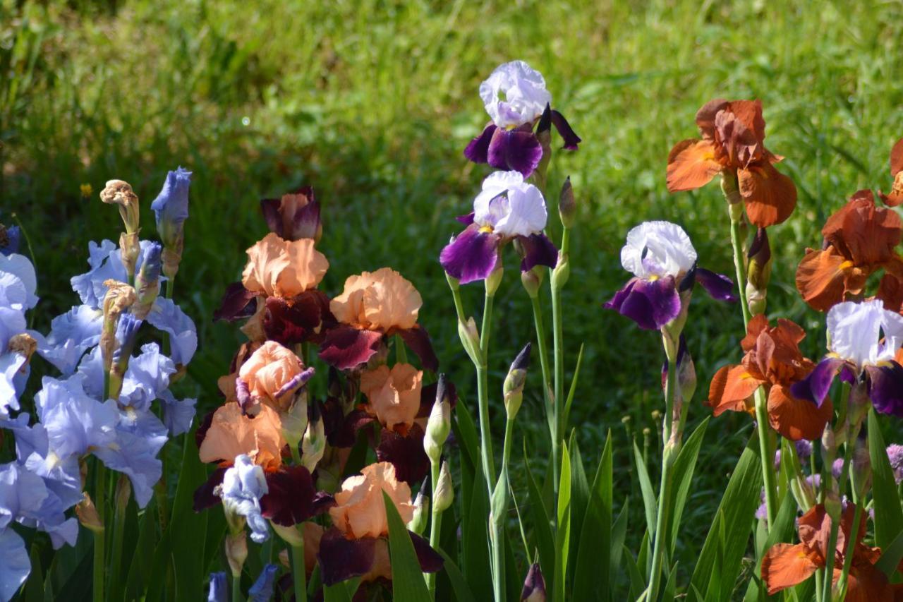 Apartmán Ferme Les Iris Issenheim Exteriér fotografie